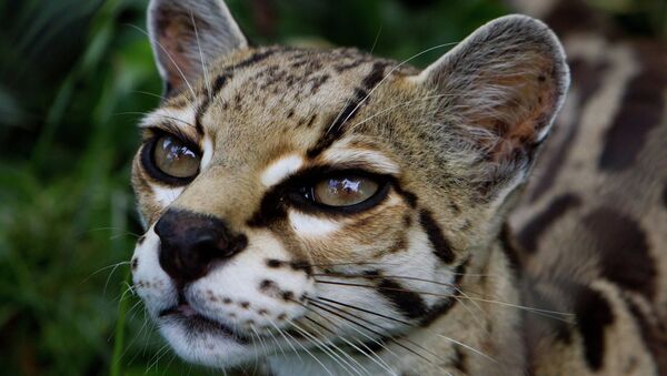 Дикий кот Ocelot (англ.) Leopardus pardalis или Felis pardalis (лат.)