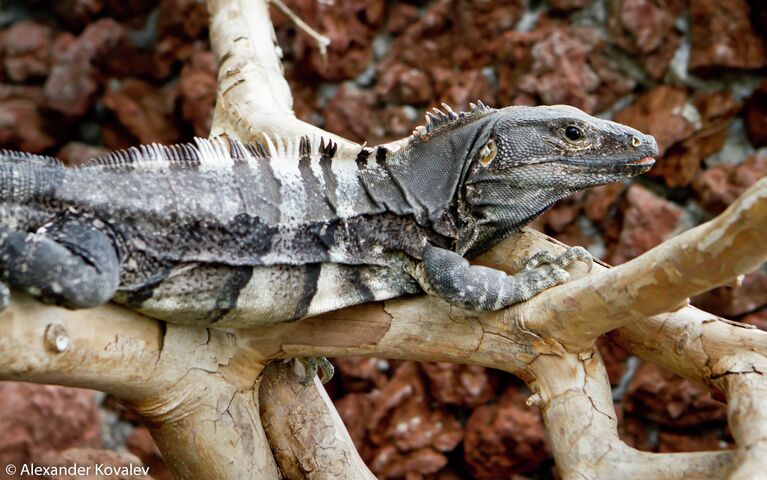 Игуана Spiny Tail Iguana (англ.) Ctenosaura Similis в вольере World of Snakes