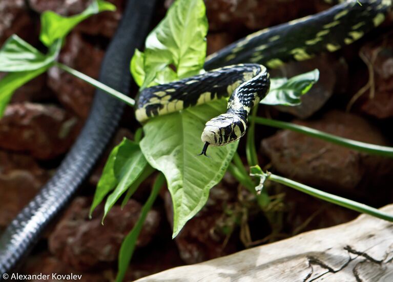 Неядовитая змея Куроед Tiger Rat Snake (англ.) Spilotes Pullatus (лат.) в открытой вольере