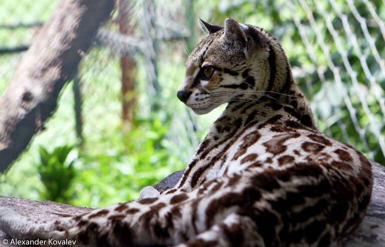 Молодой кот Ocelot (англ.) Leopardus pardalis или Felis pardalis (лат.), взятый на откорм и лечение сотрудниками станции World of Snakes