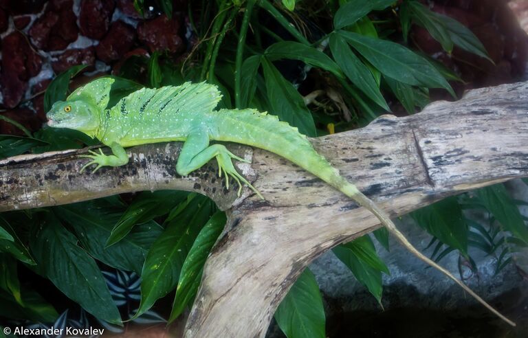 Любопытный изумрудный василиск Emerald Basilisk (англ.) Basiliscus Plumifrons (лат.) замер на ветке