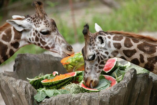 Жирафы едят арбузы и овощи со льдом