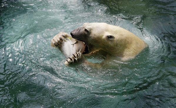 Белый медведь кусает кусок льда с Сайрой