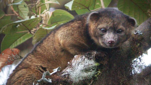 Олингито стали первым видом хищников, найденным на территории Нового Света за последние 35 лет