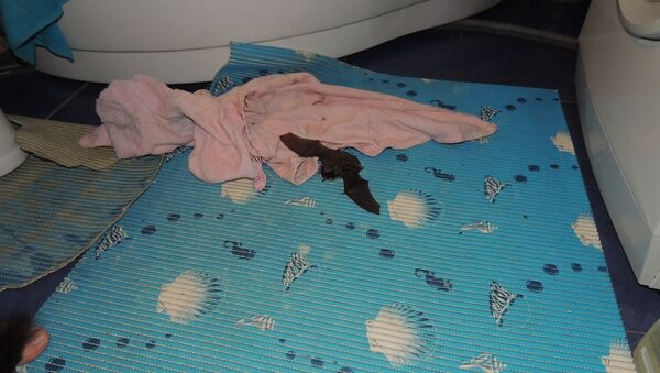 Новосибирец обнаружил  в ванной комнате летучую мышь