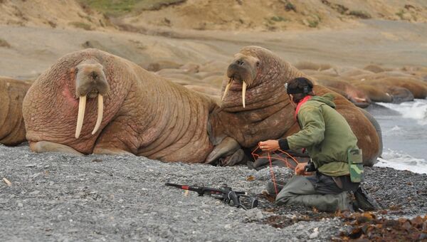 Российские ученые обнаружили крупнейшее лежбище моржей в Баренцевом море