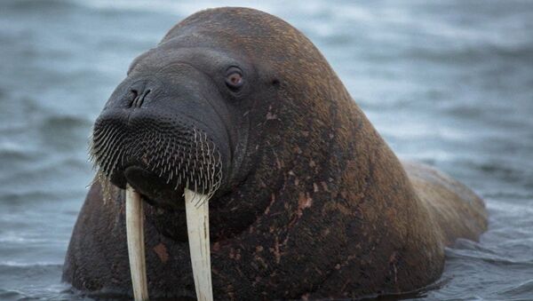 Генетический портрет моржей моря Лаптевых будет готов к весне 2014 г - РИА  Новости, 12.09.2013