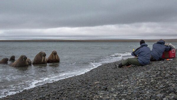Арктическая экспедиция WWF в море Лаптевых взяла у моржей пробы для генетического анализа