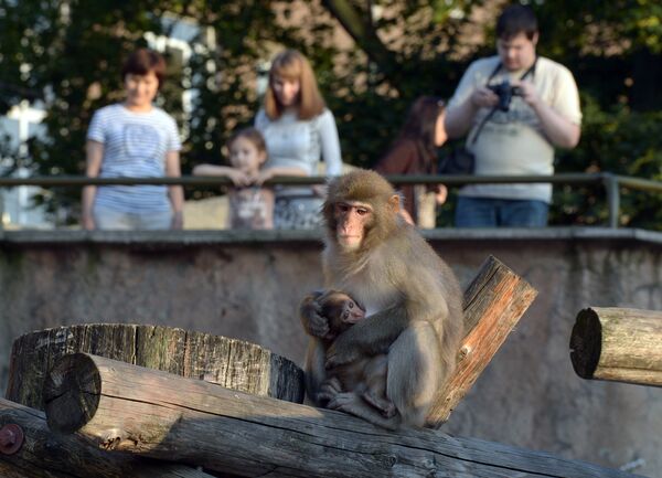 Японская макака с детенышем в Московском зоопарке