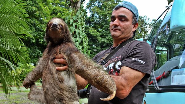 Ленивец Two-Toed Sloth (англ.) спустился с дерева позировать РИА Новости
