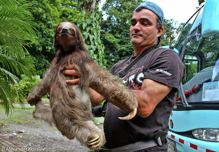 Ленивец Two-Toed Sloth (англ.) спустился с дерева позировать РИА Новости