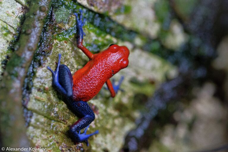 Маленькая ядовитая лягушка Blue Jeans Dart Frog в национальном парке Тортугеро в Коста-Рике