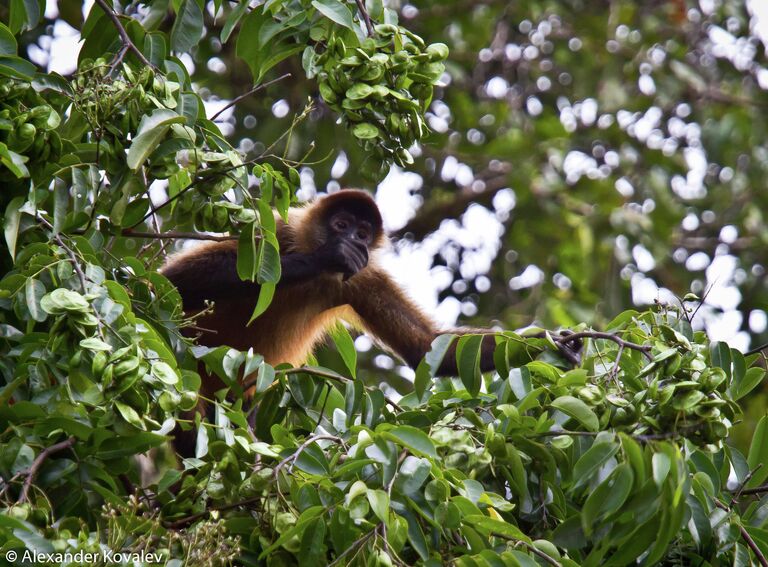 Обезьяна подвида Spider Monkey в национальном парке Тортугеро в Коста-Рике