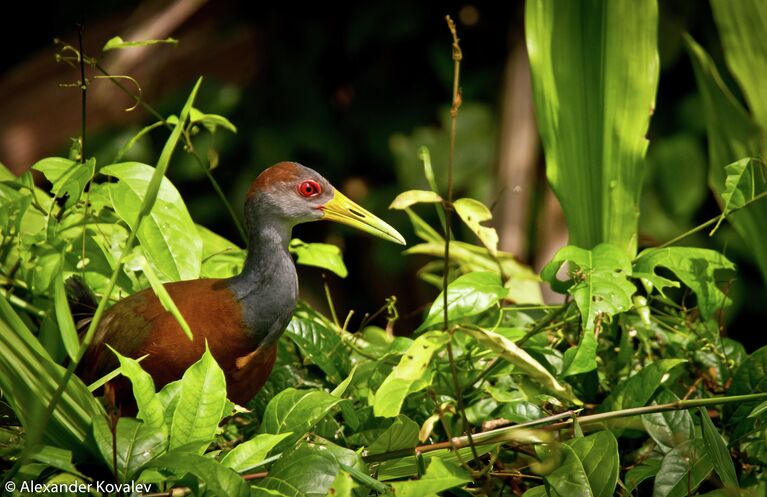 Водоплавающая хищница Gray-Necked Wood-Rail (англ.) Aramides Cajanea (лат.)