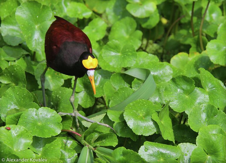 Золотая корона на головке птицы Nothern Jacana (англ.) Jacana Spinosa (лат.)