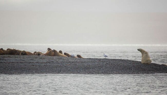 Экспедиция WWF в море Лаптевых