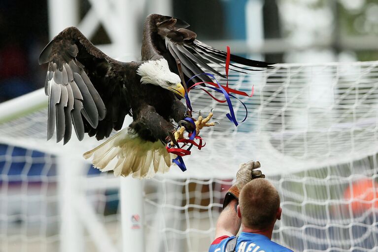 Белоголовый орлан - талиман футбольной команды Crystal Palace