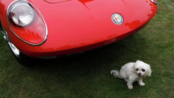 Собака возле автомобиля Alfa Romeo, архивное фото