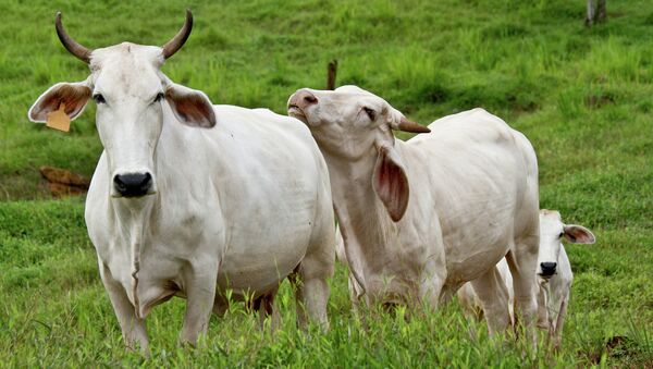 Счастливые коровы в экологическом раю