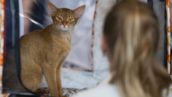 Кошка породы Абиссинская на выставке ИнфоКот-2013 в Москве на ВВЦ