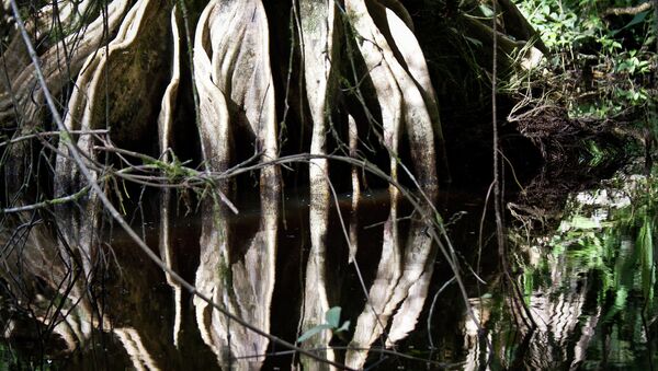 Отражения мангровых зарослей, архивное фото