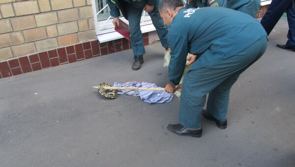 Спасатели оказали помощь питону, упавшему из здания на востоке Москвы