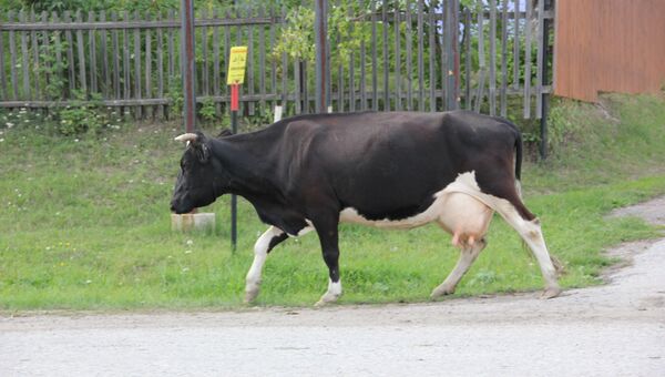 Корова. Архивное фото