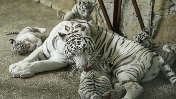 Белые бенгальские тигрята в зоопарке Екатеринбурга