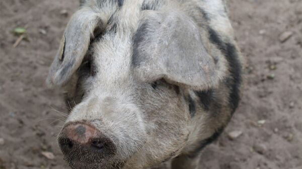 Примерно так могли выглядеть свиньи, прирученные европейскими охотниками-собирателями