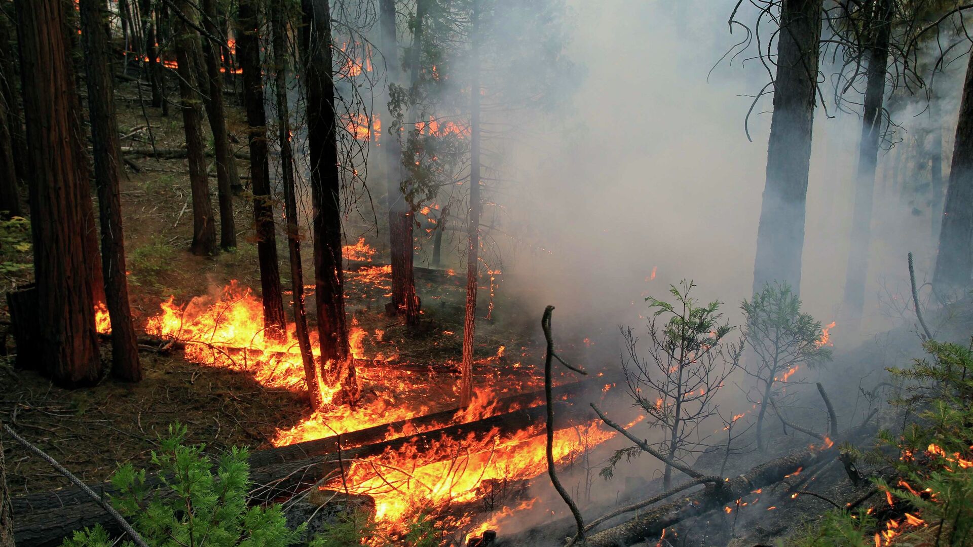 Лесной пожар в районе национального Йосемитского парка в американском штате Калифорния - РИА Новости, 1920, 11.12.2020