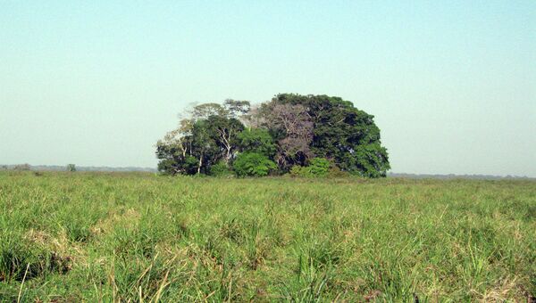 “Лесной остров” в боливийской части Амазонии, оказавшийся свалкой пищевых отходов древних индейцев