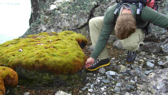 Мох Polytrichum strictum в Антарктиде