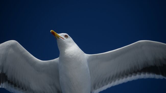 Чайка. Архивное фото