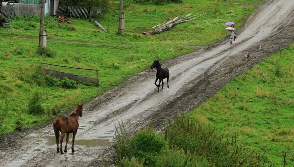 Лошади на дороге в сельской местности. Архивное фото