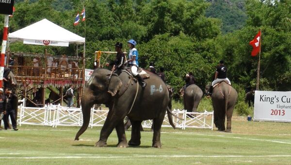 Поло на слонах в Таиланде, архивное фото