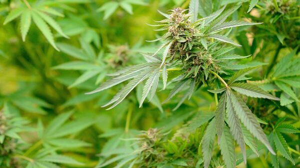 В сша легализовали марихуану 2014 конопляные семена всех сортов
