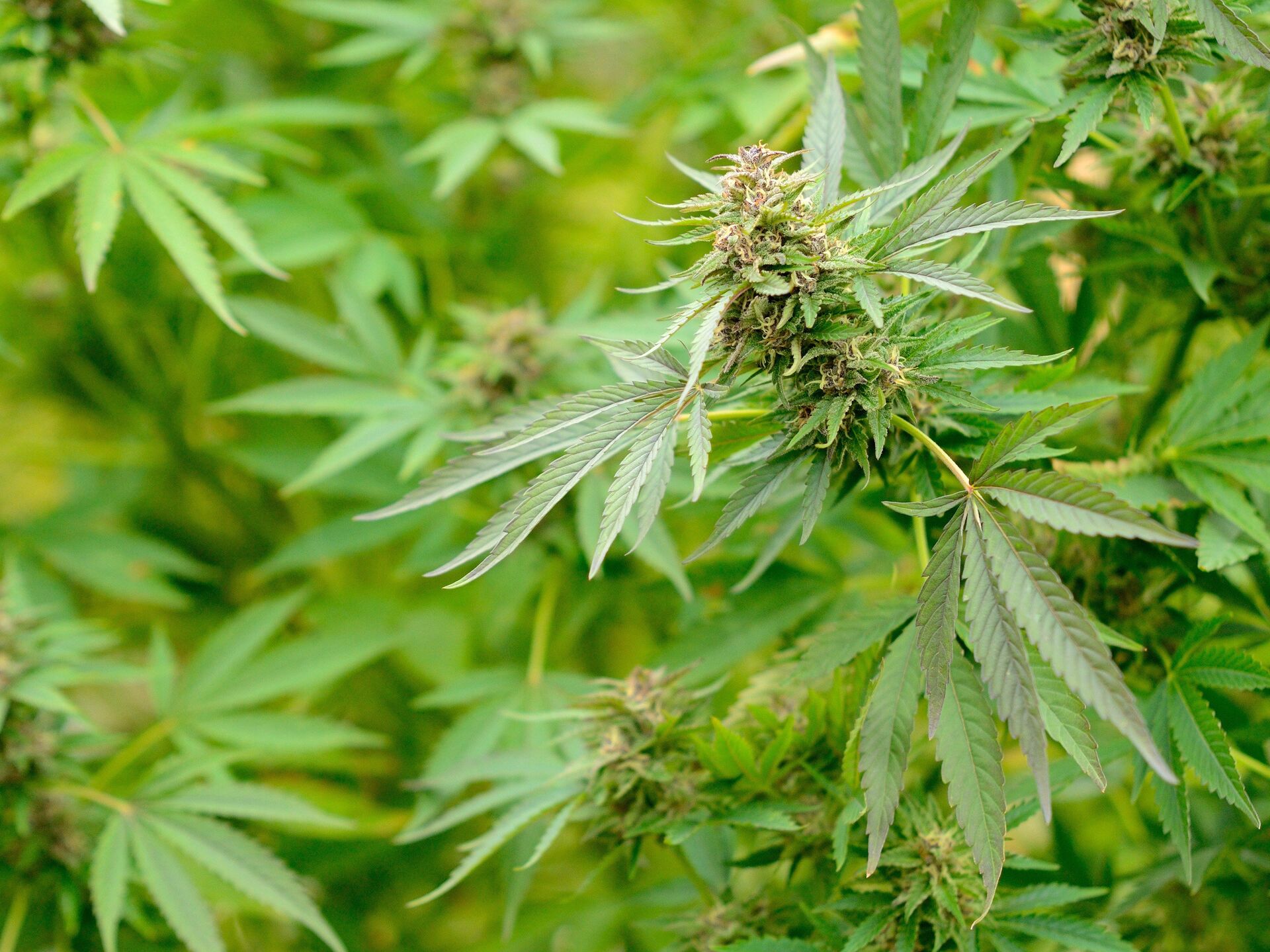 Сколько марихуаны можно выращивать гидра онион отзывы гидра