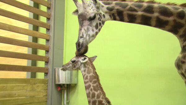 Маму-рекордсменку среди жирафов и ее детеныша показали публике