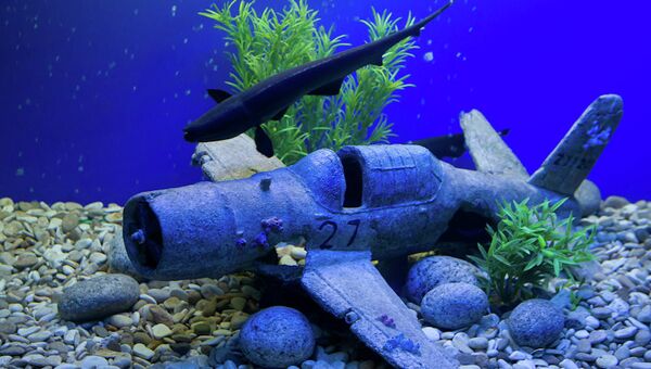 Черный нож и рыба-доктор: мини-океанариум впервые открылся в Томске