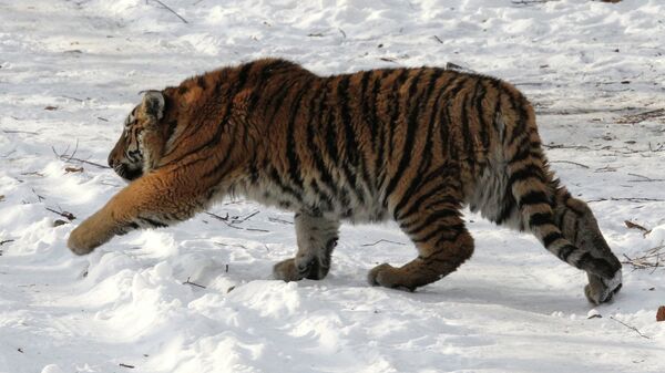 Тигр в Приморье. Архивное фото