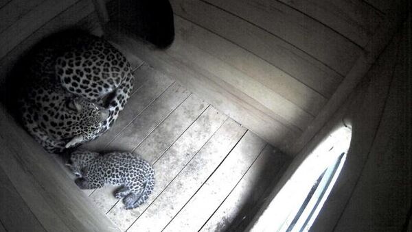 Фото родившегося в Сочи котенка переднеазиатского леопарда и его матери, опубликованное на сайте Минприроды