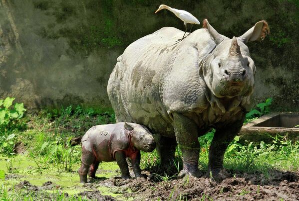 Носорог стоит рядом с 10-дневным детенышем