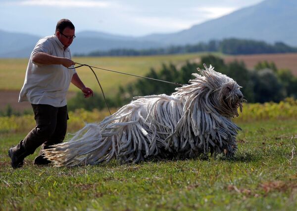 Владелец питомника со своей венгерской сторожевой собакой