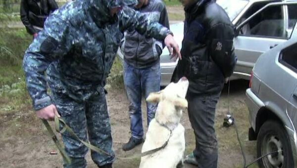 Костромская полиция обнаружила тайник в садовом домике главаря наркобанды. Собака ищет наркотик.