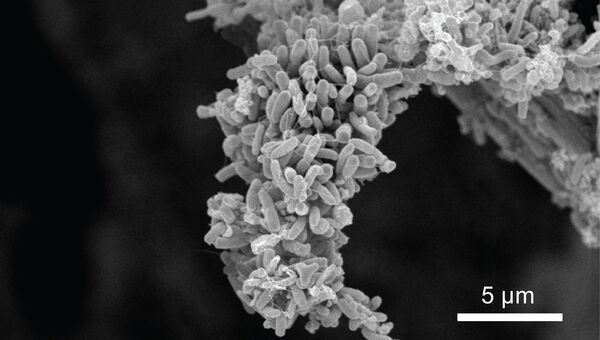 Пленка из особых бактерий, вырабатывающих свободные электроны