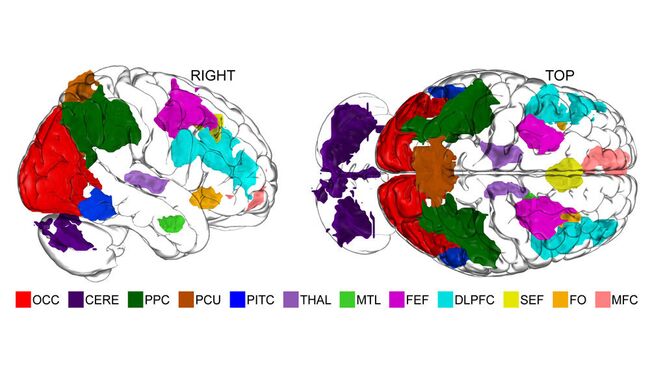 Карта регионов мозга, в которых расположены части центра воображения