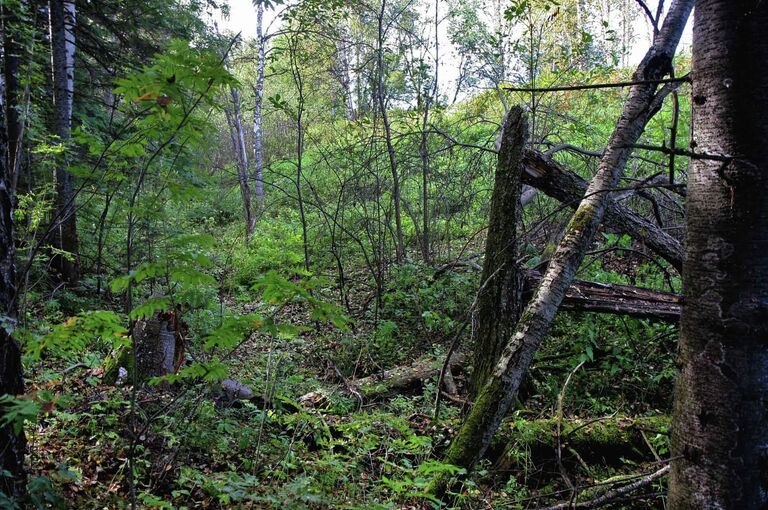 Медвежий лог