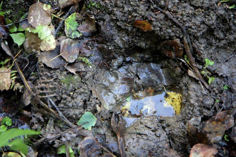 Медвежий след