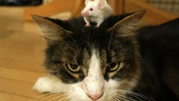 Мышь, вылеченная от токсоплазмоза, не потеряла своего бесстрашия перед запахом и видом кошек