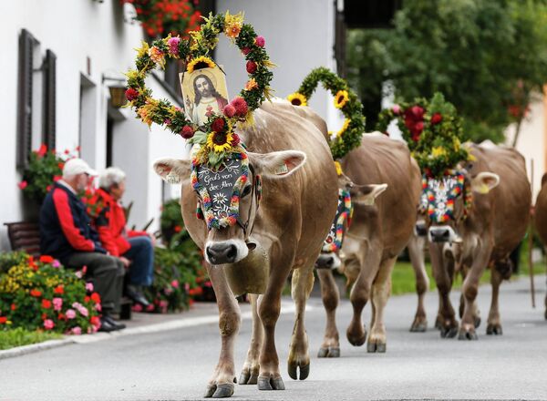 Ряженые коровы идут по улице в коммуне Муттерс, Австрия